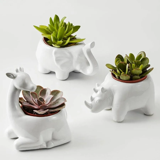 Safari themed ceramic planters with succulents inside Safari themed ceramic planters with succulents inside