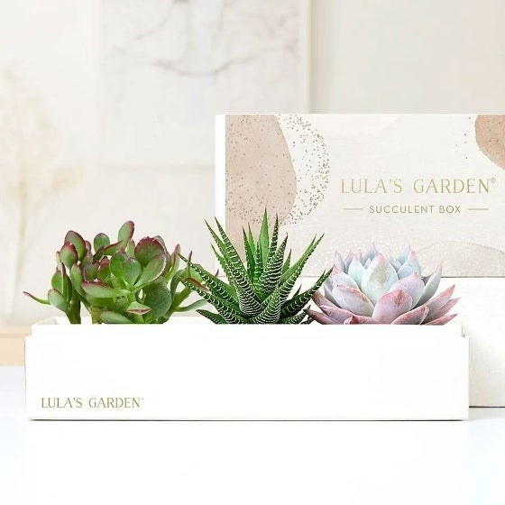 Lula's Garden Succulents in gift box/container