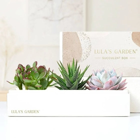 Lula's Garden Succulents in gift box/container Lula's Garden Succulents in gift box/container