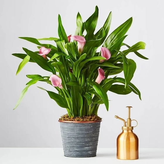 Pink Calla Lily in slate textured pot with copper rim, next to a copper mister