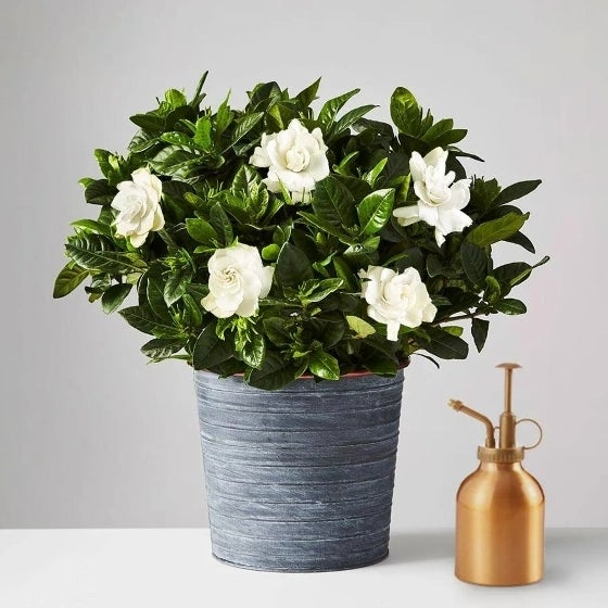 Gardenia plant in slate textured pot with copper rim, next to a copper mister Gardenia plant in slate textured pot with copper rim, next to a copper mister