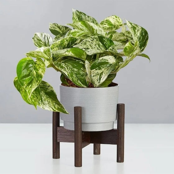 Devils Ivy in Granite, Domain container Devils Ivy in Granite, Domain container