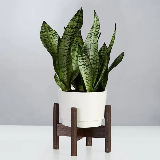 Snake Plant in Snowcap, Domain container
