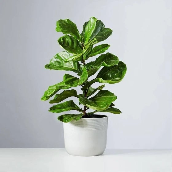 Fiddle Leaf Fig in Sandstone container