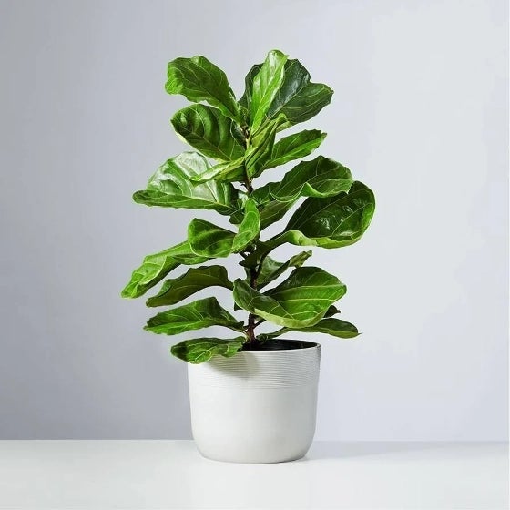 Fiddle Leaf Fig in Sandstone container Fiddle Leaf Fig in Sandstone container