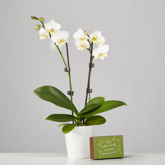 Phalaenopsis Orchid in ceramic container, next to a box of wildflower seeds