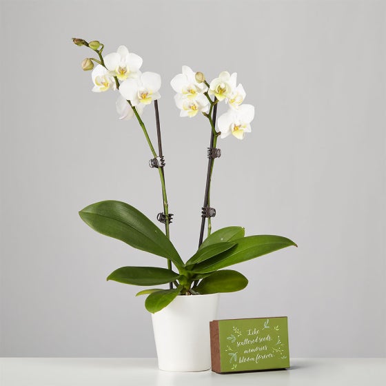 Phalaenopsis Orchid in ceramic container, next to a box of wildflower seeds Phalaenopsis Orchid in ceramic container, next to a box of wildflower seeds