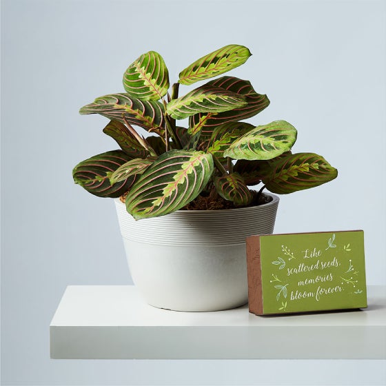 Prayer Plant in a sandstone container, next to a box of wildflower seeds