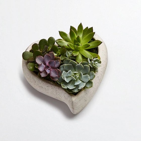 Succulents in a heart shaped cement container Succulents in a heart shaped cement container