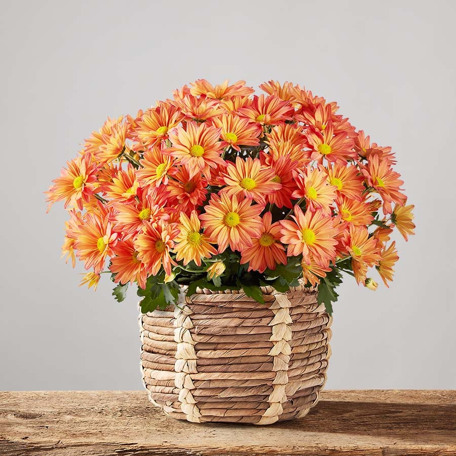 Chrysanthemum Blooming Plant in Artisan basket