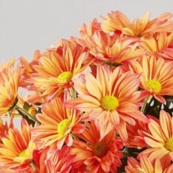 Fall Chrysanthemum Care Essentials &…