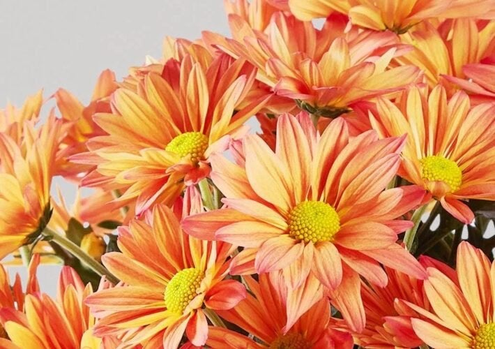 Closeup of Chrysanthemum Blooming Plant