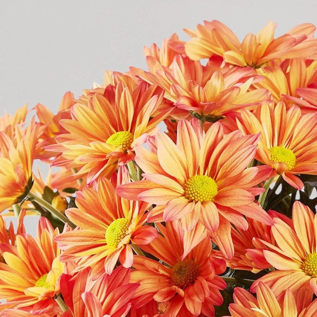 Closeup of Chrysanthemum Blooming Plant