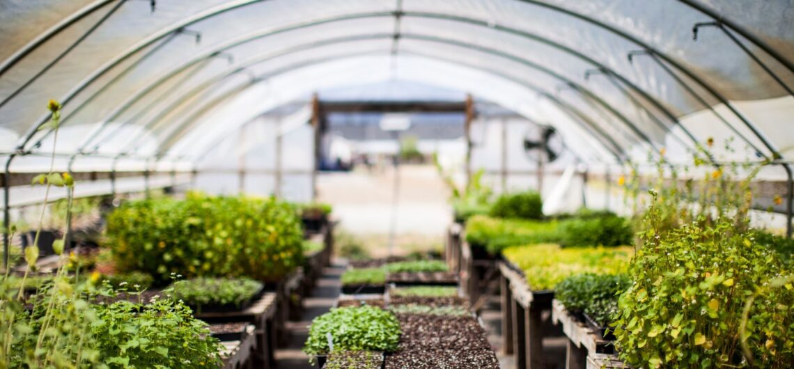 Greenhouse with various plants