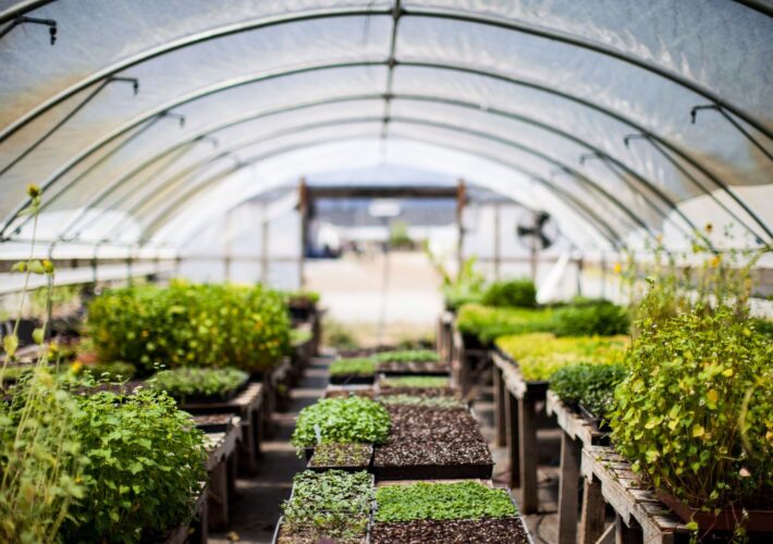 Greenhouse with various plants