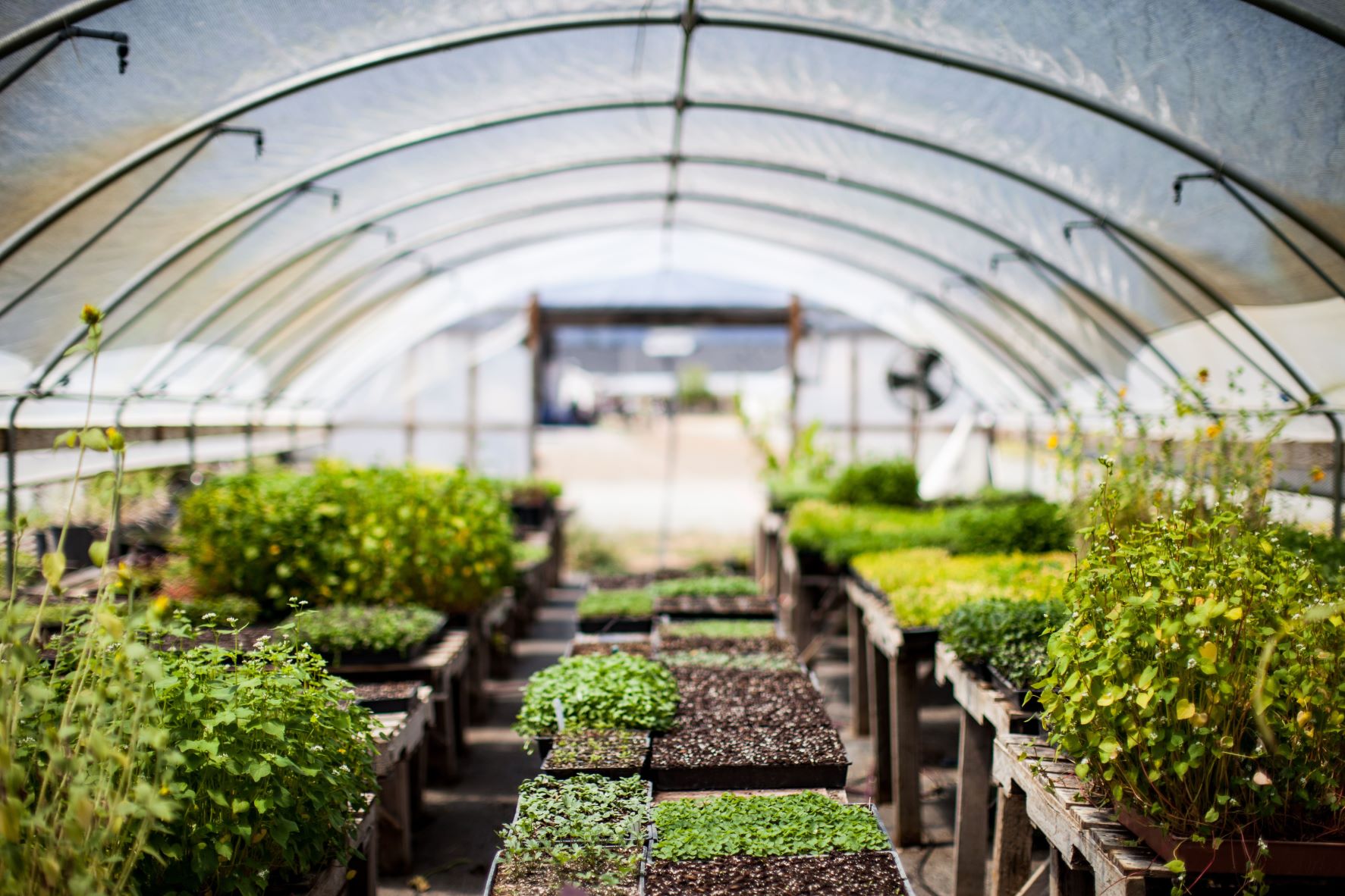 Greenhouse with various plants