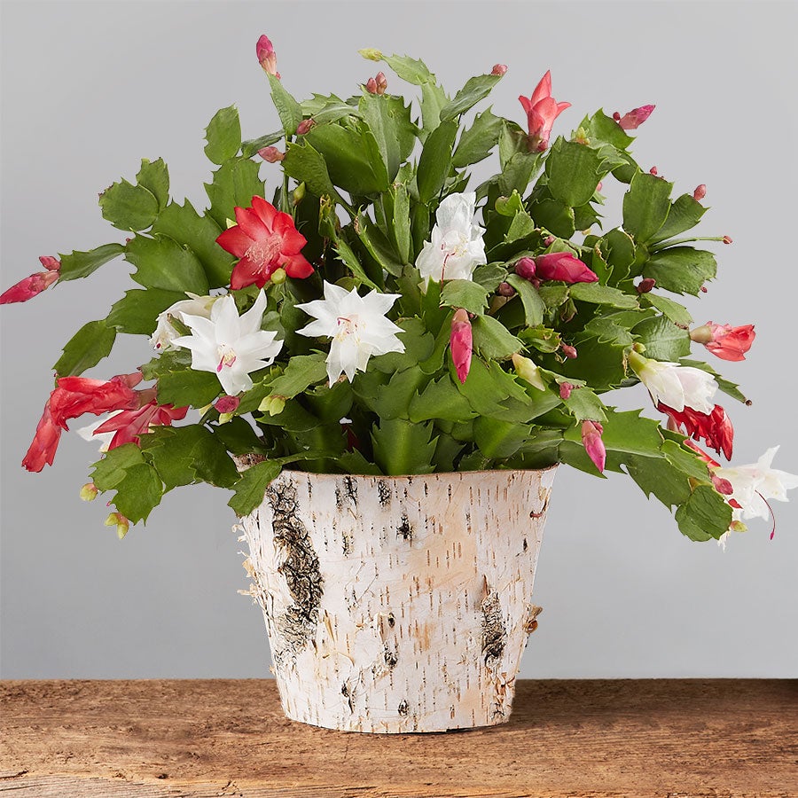 Christmas cactus with red and white flowers in birch pot
