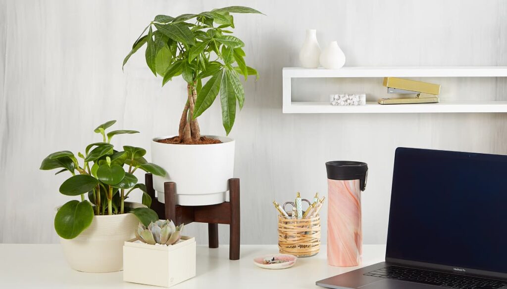Desk with houseplants and a laptop