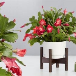 Caring for Christmas Cactus