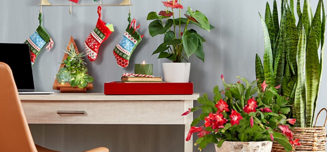Desk in a home office surrounded by holiday themed plants