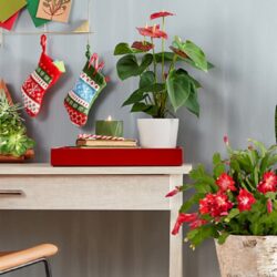 Why Plants Make Great Corporate…