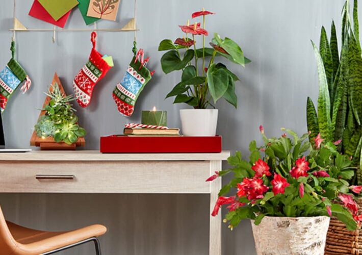 Desk in a home office surrounded by holiday themed plants