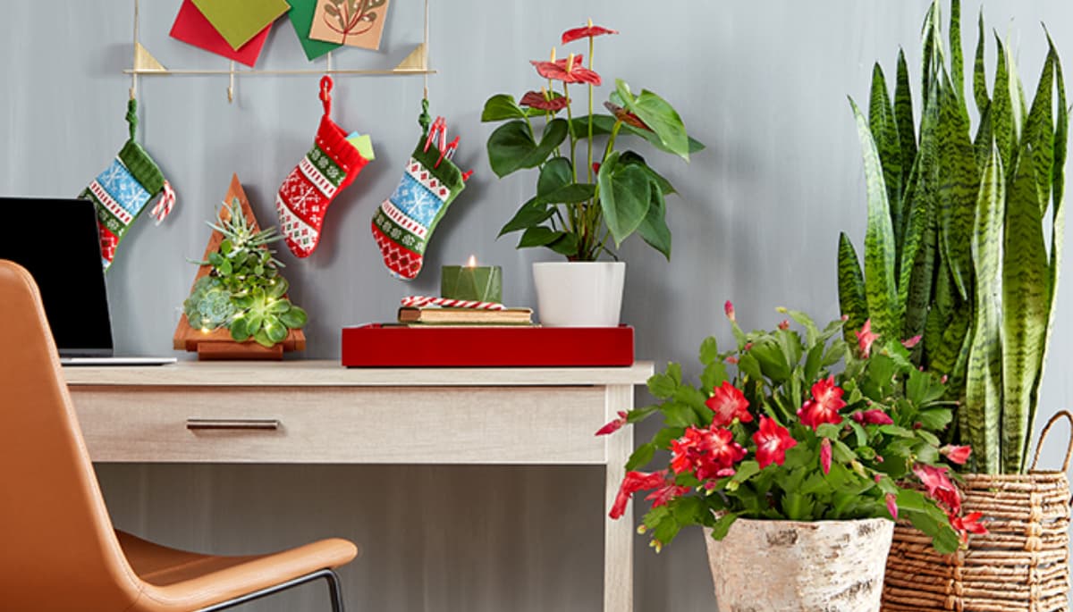 Desk in a home office surrounded by holiday themed plants