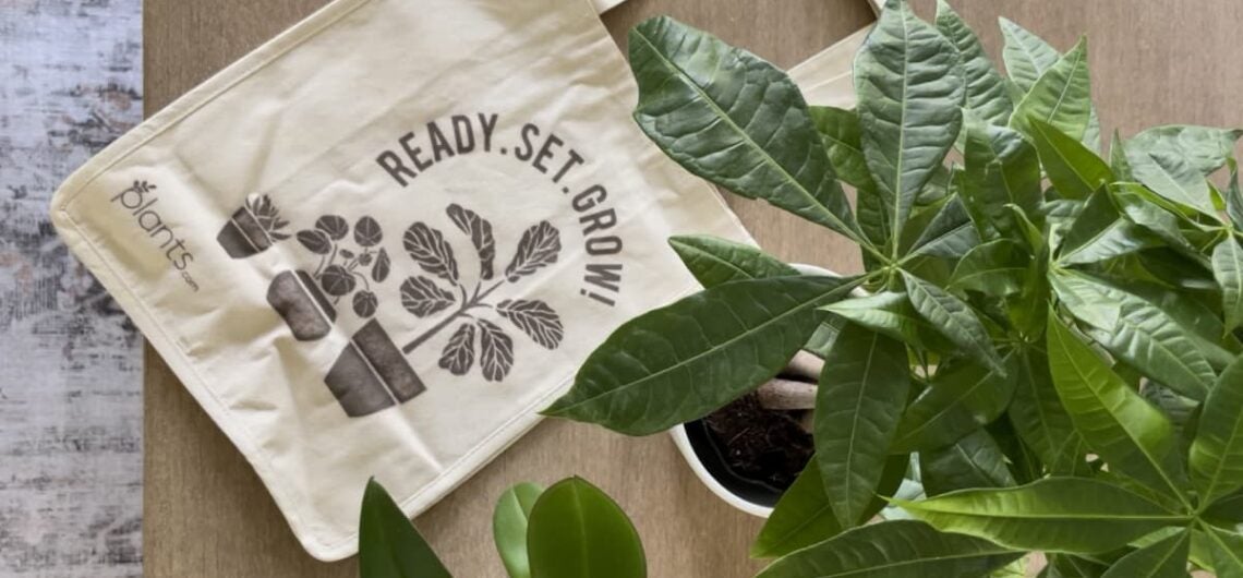 Overhead view of Money Tree plant and plants.com tote.