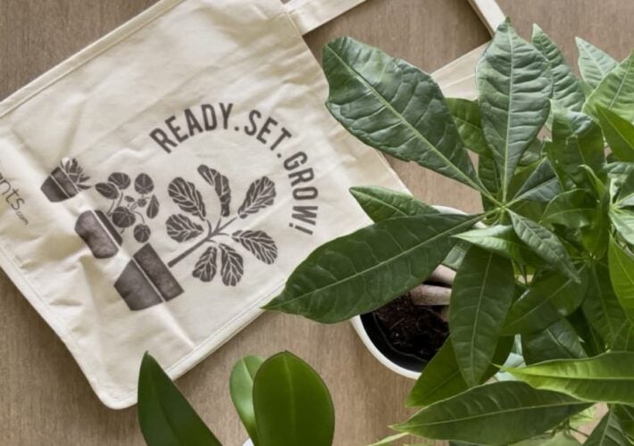 Overhead view of Money Tree plant and plants.com tote.