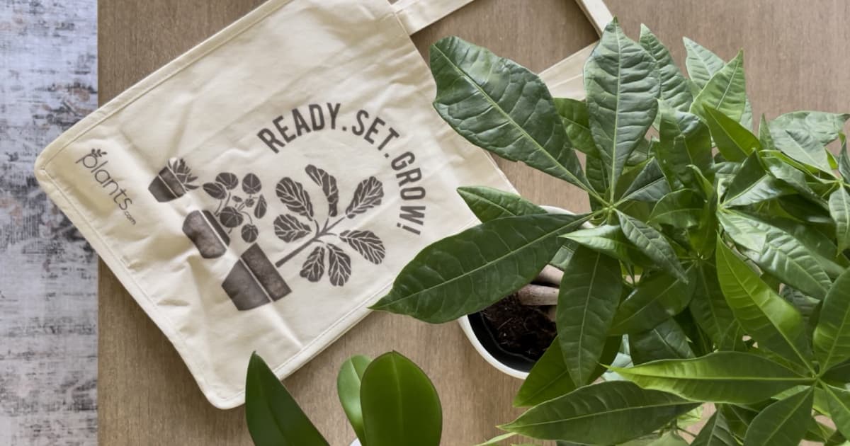 Overhead view of Money Tree plant and plants.com tote.