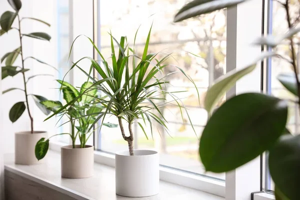 Potted houseplants on a windowsill. 