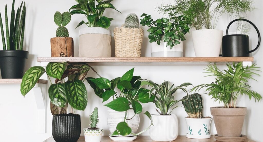 Various potted houseplants on two shelfs. 