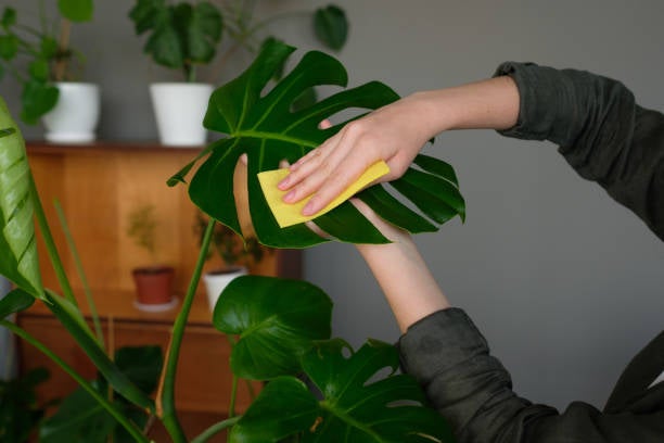 Woman cleaning a Monstera plant Woman cleaning a Monstera plant