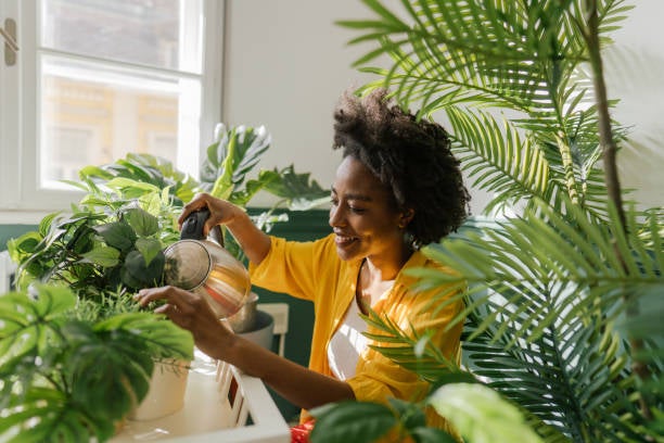 Woman watering potted houseplant Woman watering potted houseplant