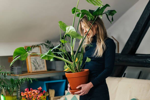 Woman holding a potted houseplant Woman holding a potted houseplant