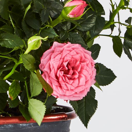 Closeup of Pink Rose Plant