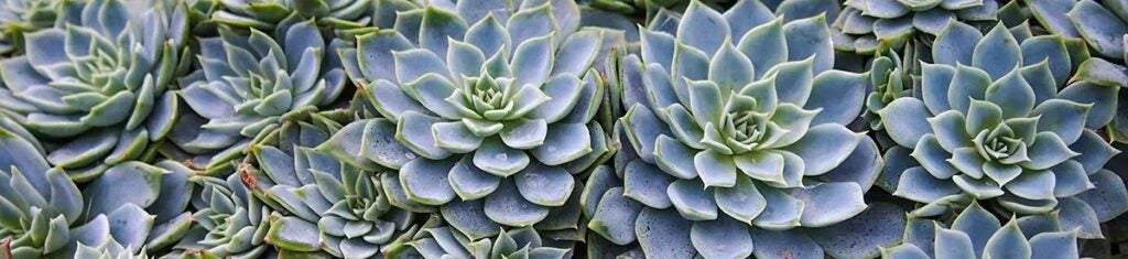 common house plants with echeveria succulent