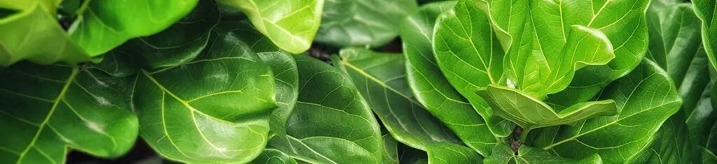 common house plants with fiddle leaf fig