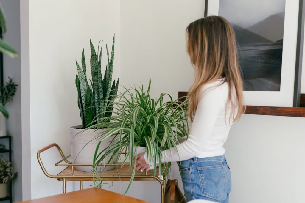 woman putting a spider plant on a cart woman putting a spider plant on a cart