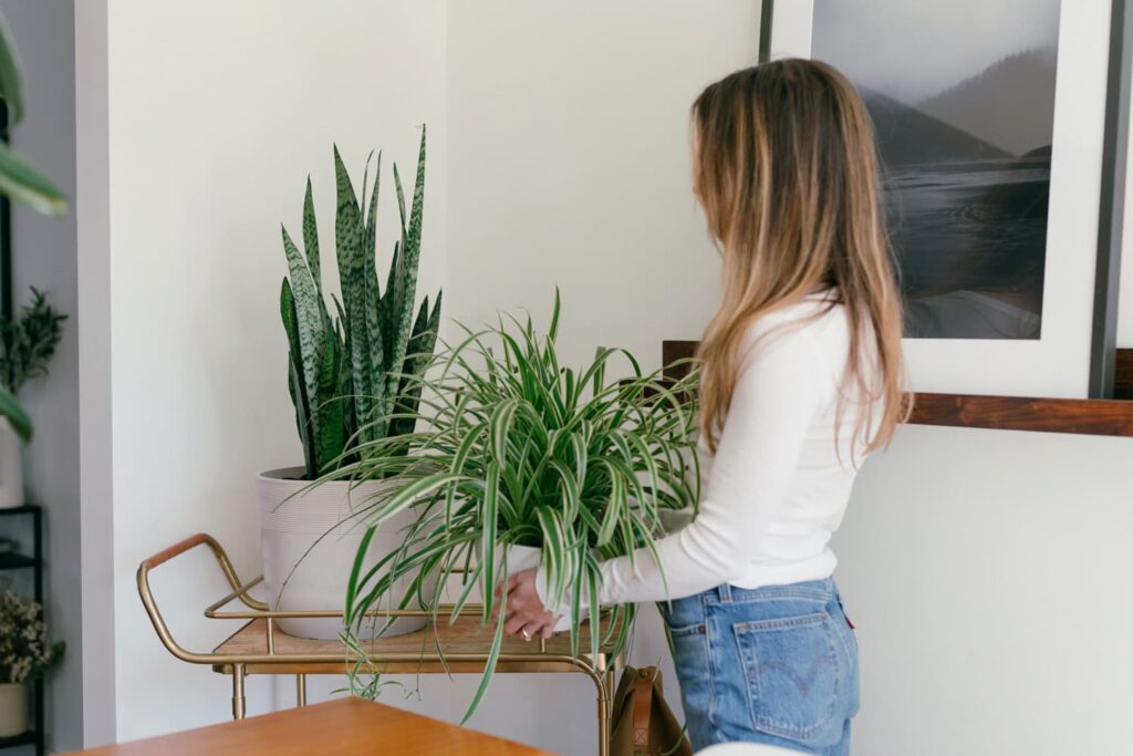 woman putting a spider plant on a cart