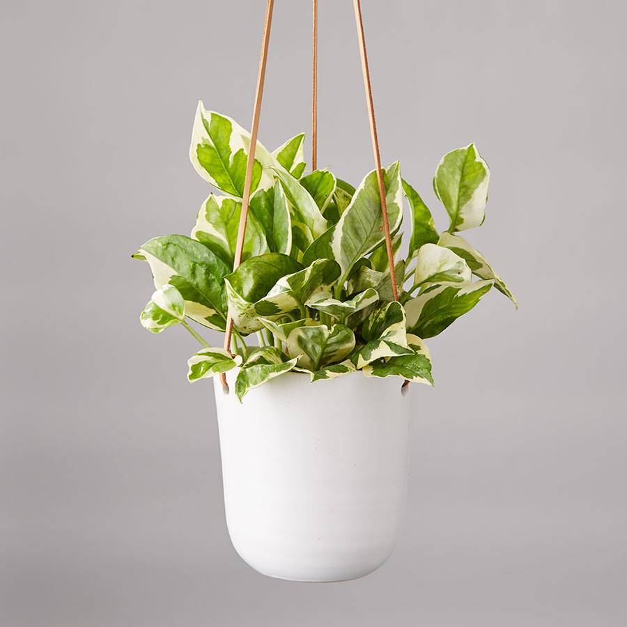 Pothos Hanging Plant