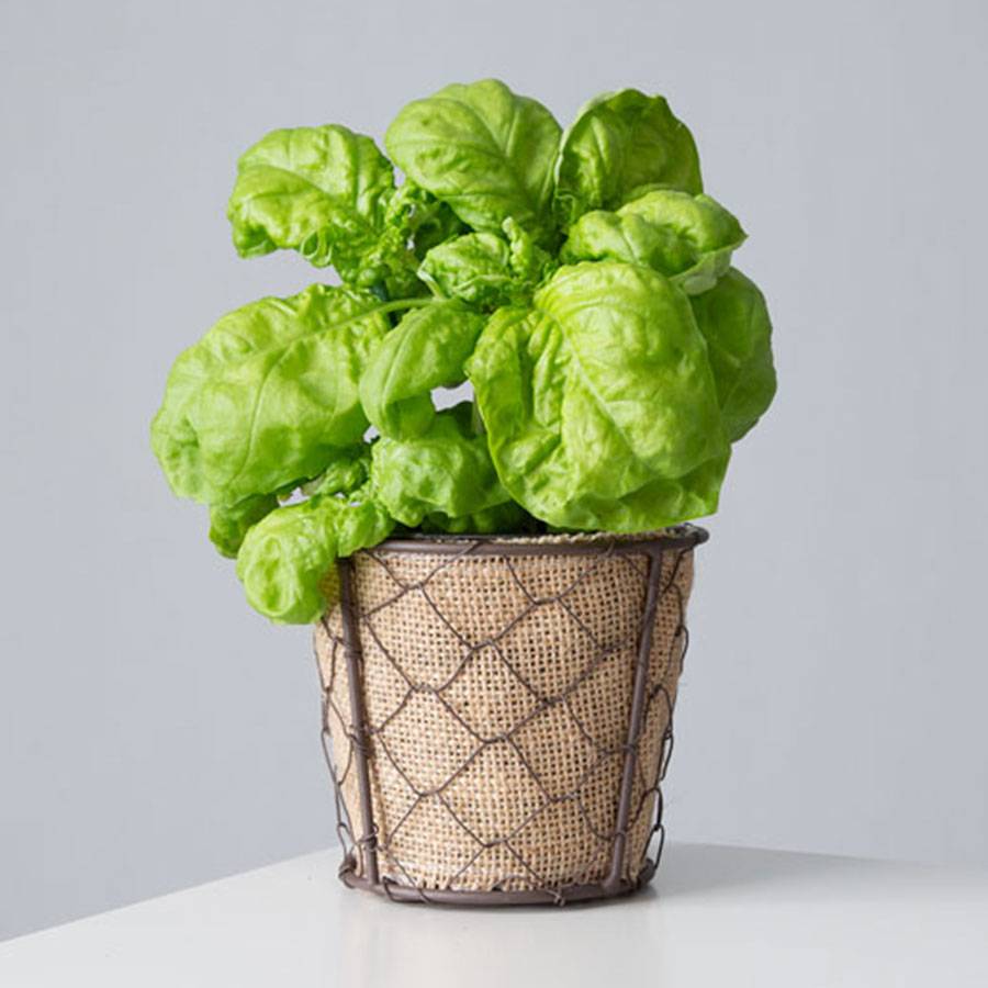 Basil Plant