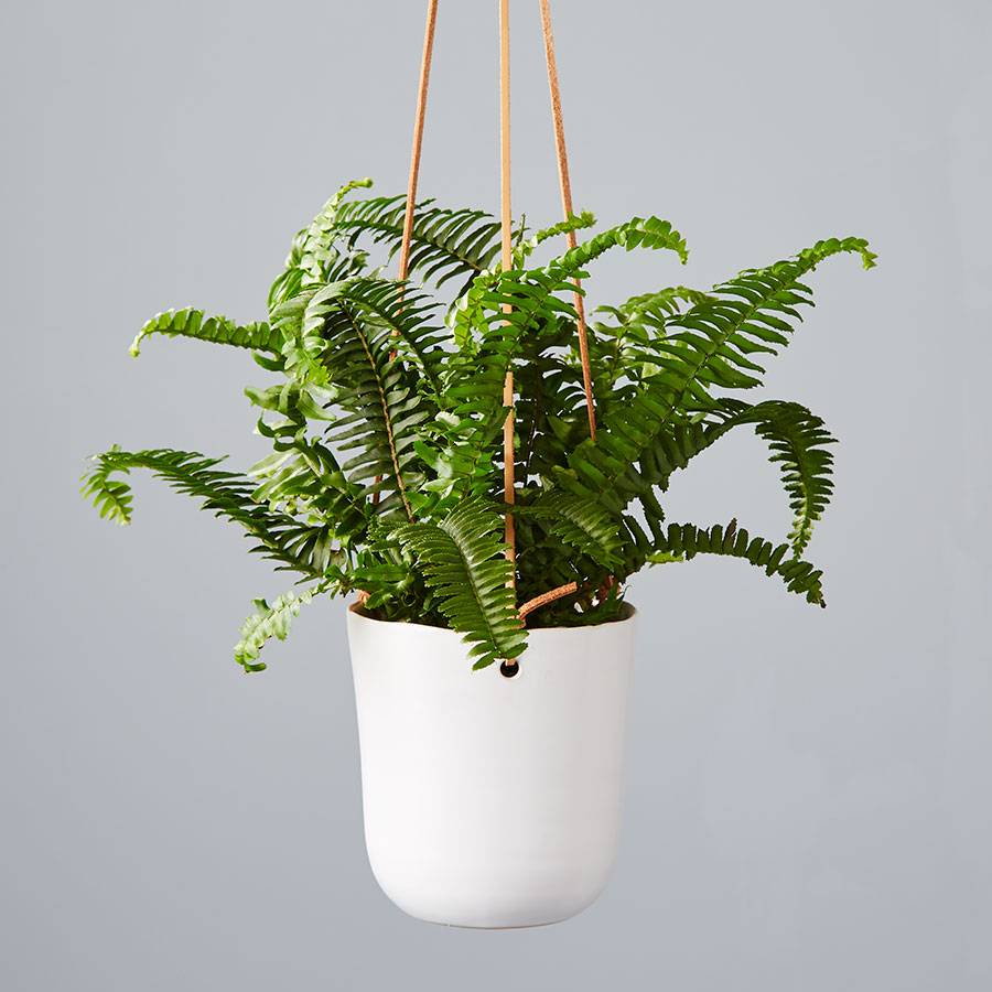 Boston Fern Hanging Plant
