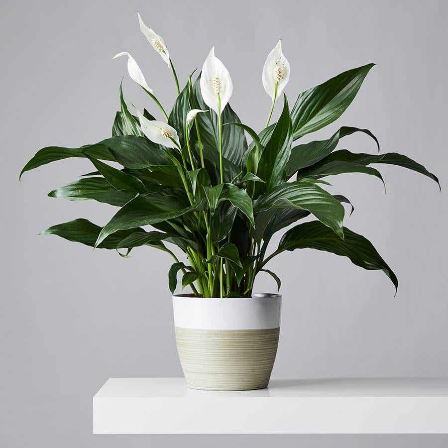 A pot of peace lilies to purify the air at home.