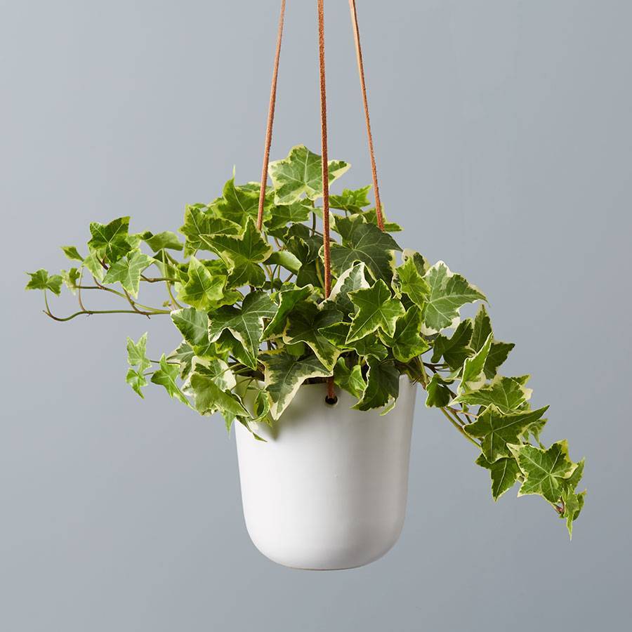 English Ivy Hanging Plant