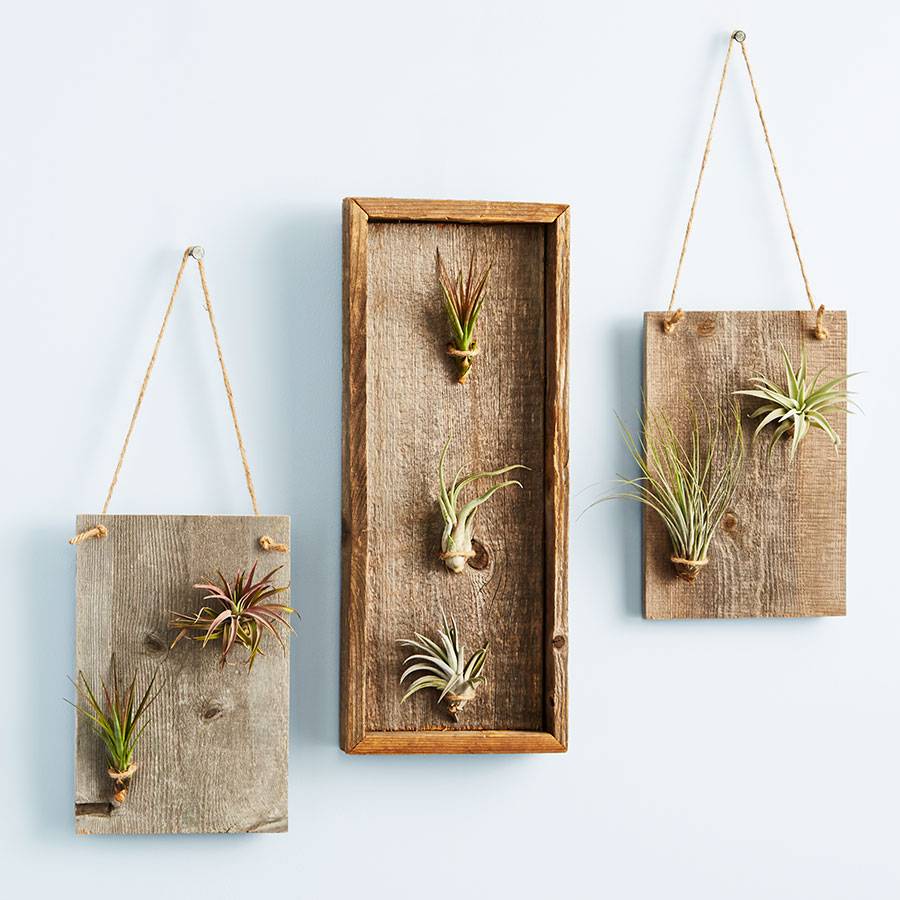 Air Plant Gallery Accents