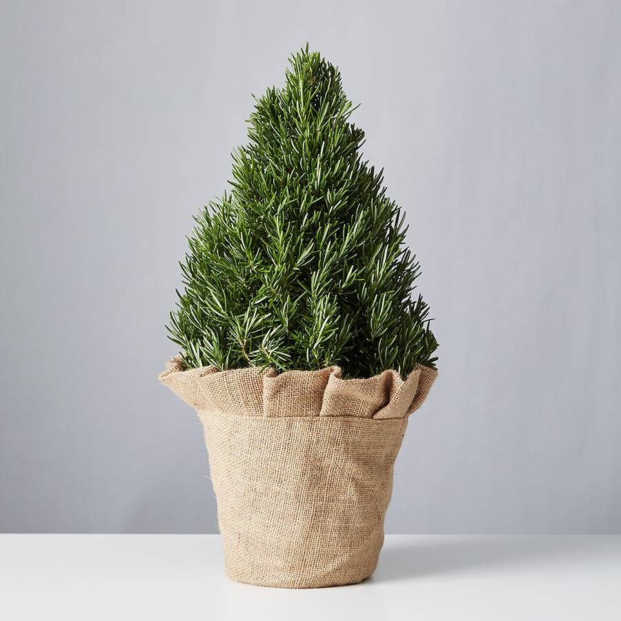 Rosemary Plant