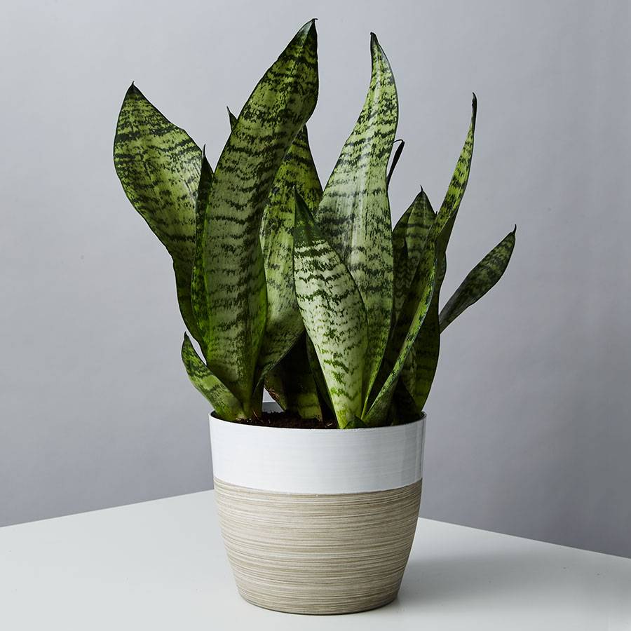 Snake Plant (Sansevieria)