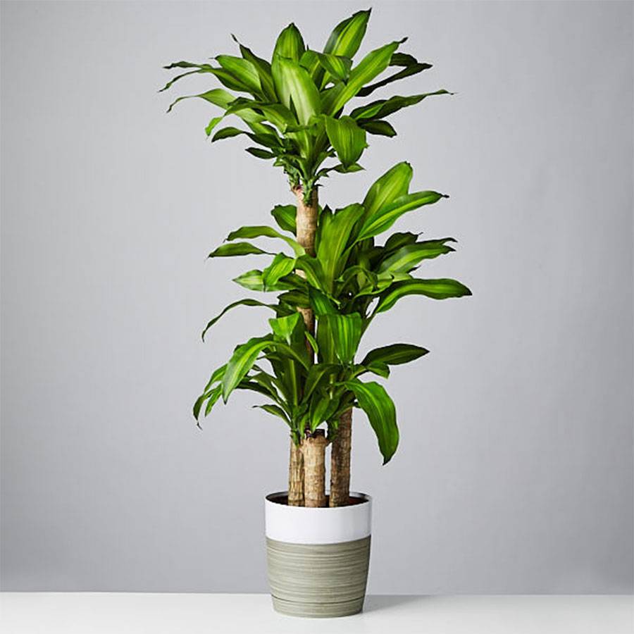 Mass Cane Floor Plant
