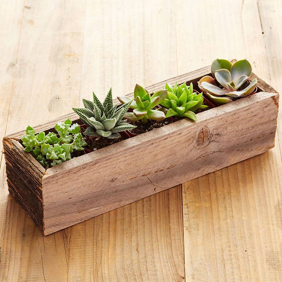 Reclaimed Wood Rectangle Succulents